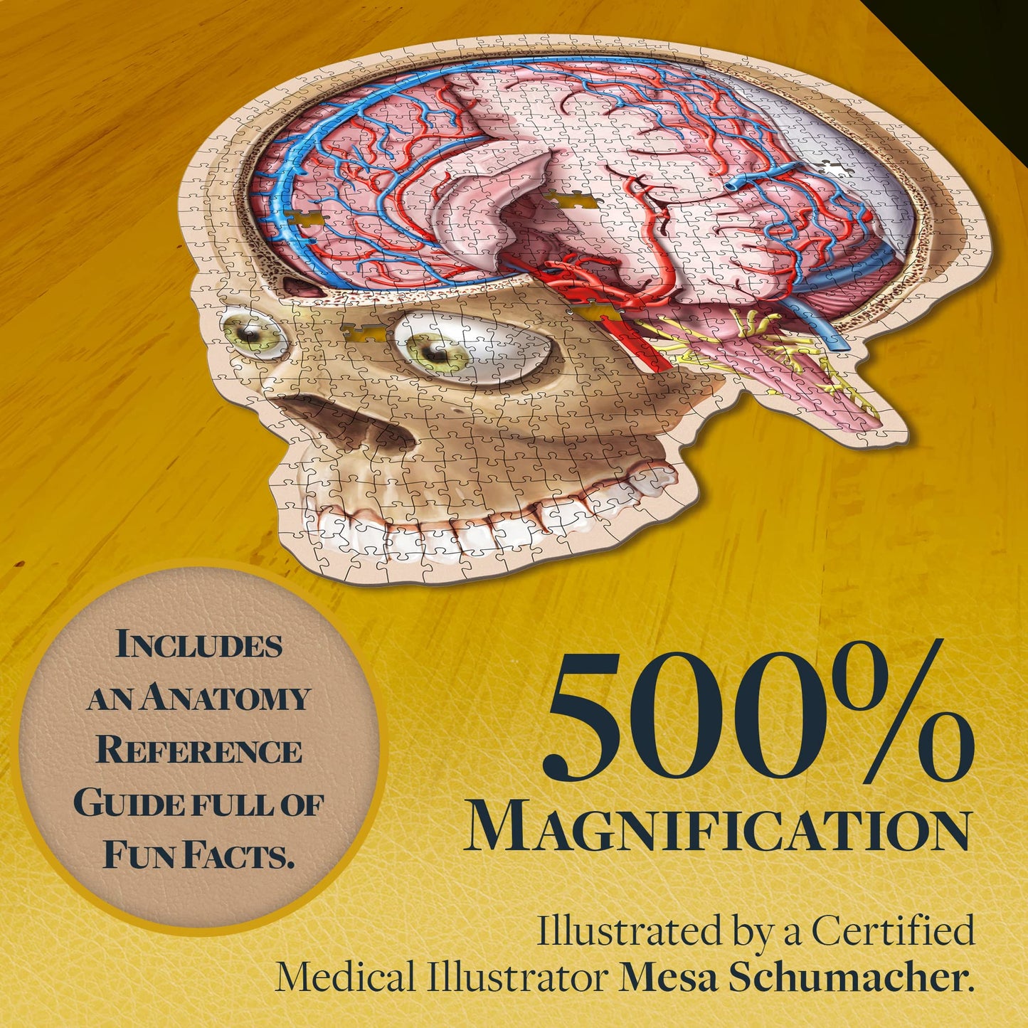 Genius Games Dr. Livingston's Brain Anatomy Puzzle — Medically Accurate Brain Jigsaw for Teens & Adults