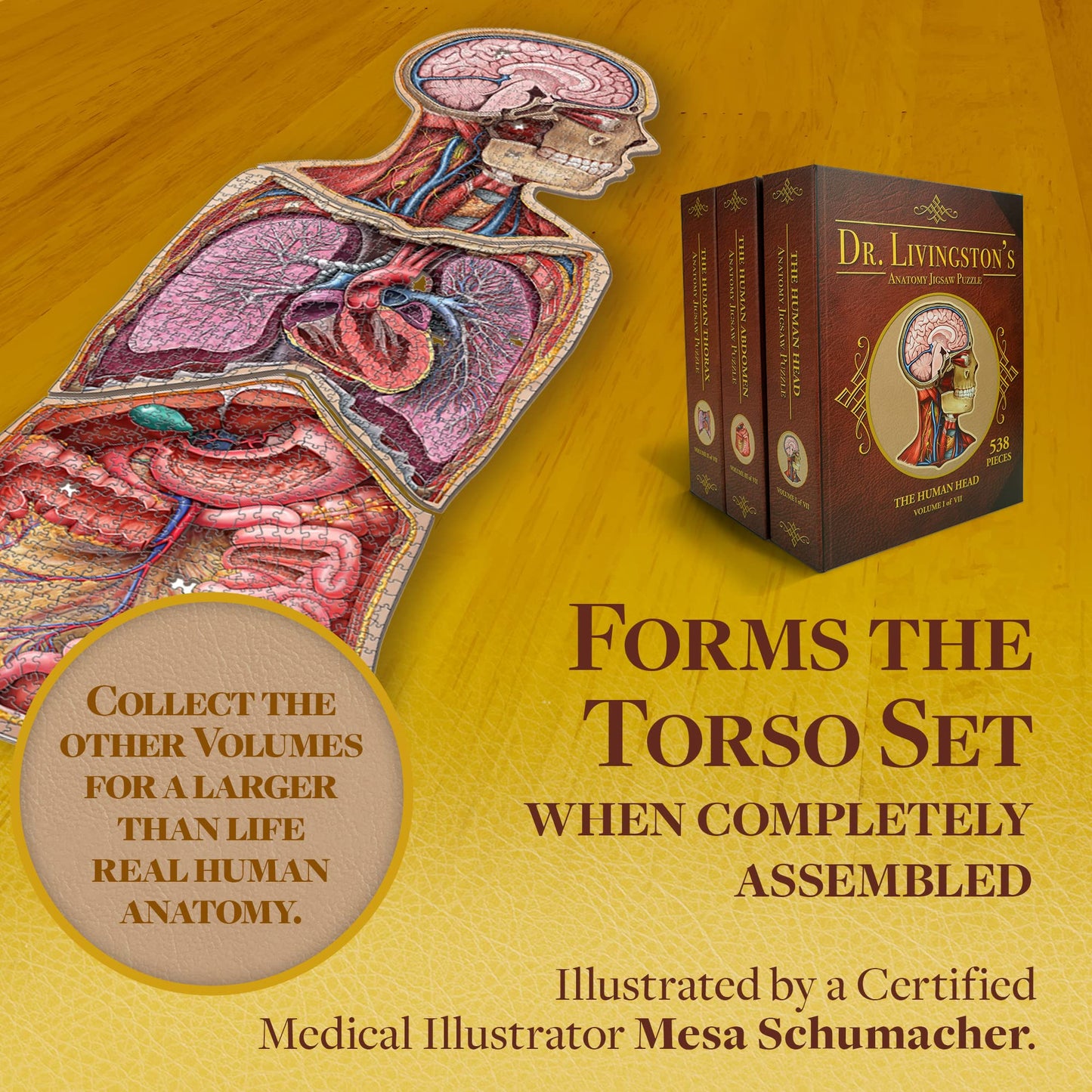 Genius Games Human Thorax Anatomy Puzzle – 411-Piece Floor Puzzle