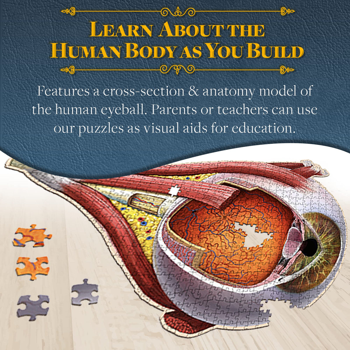Dr. Livingston's Eye Anatomy Puzzle | Genius Games – Medically Accurate Eye Jigsaw for Students, Nurses & Doctors