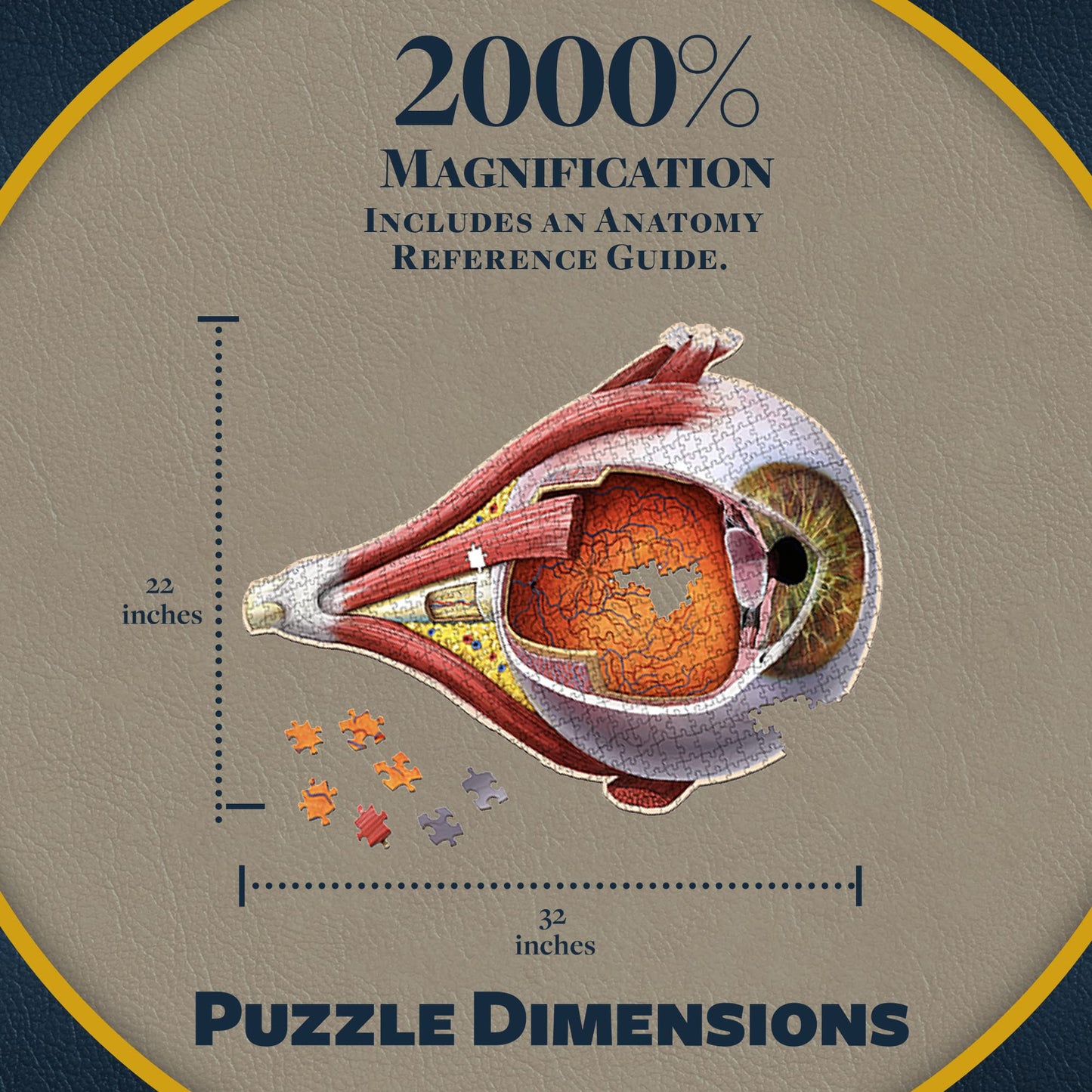 Dr. Livingston's Eye Anatomy Puzzle | Genius Games – Medically Accurate Eye Jigsaw for Students, Nurses & Doctors