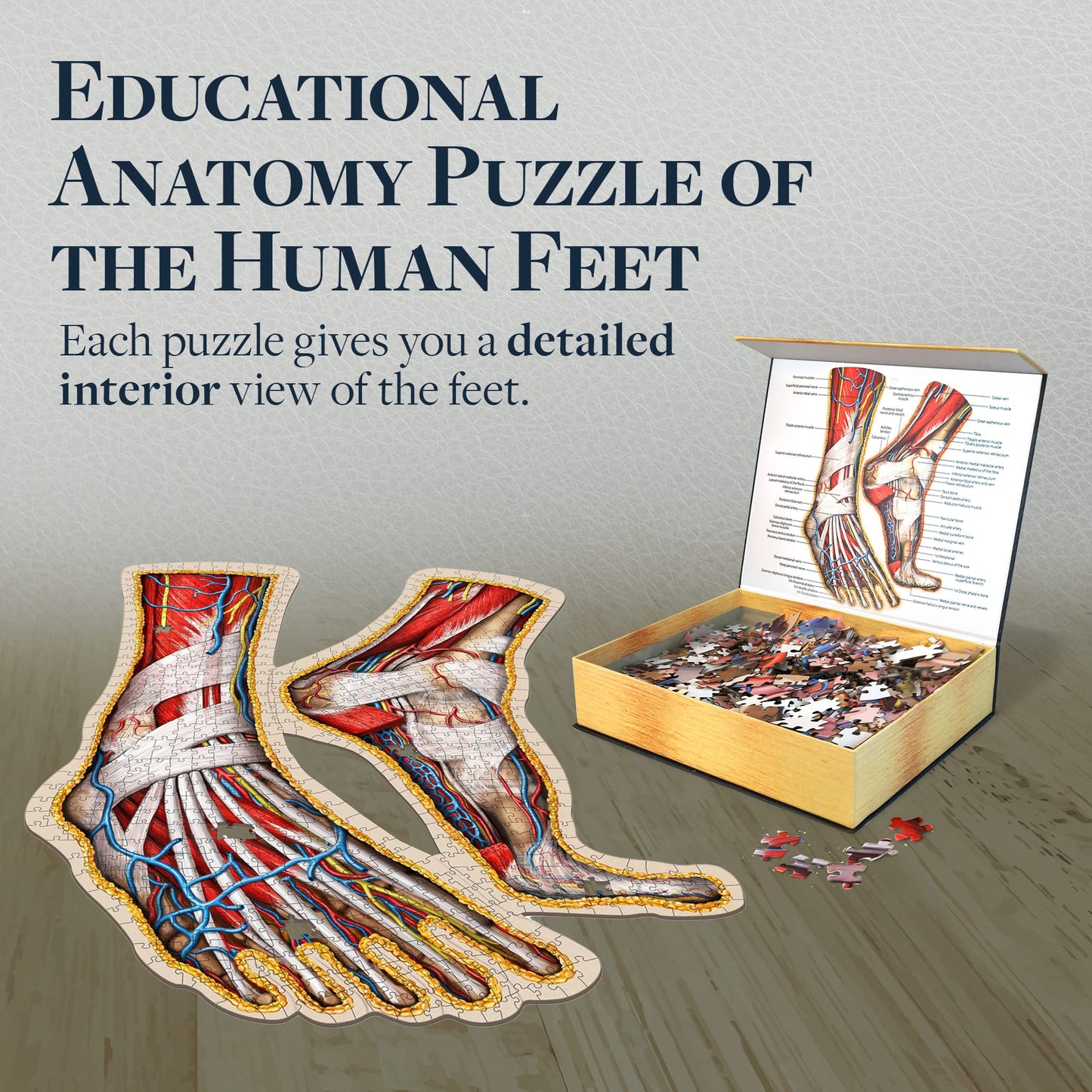 Dr. Livingston's Human Feet Anatomy Puzzle — Medically Accurate Jigsaw by Genius Games