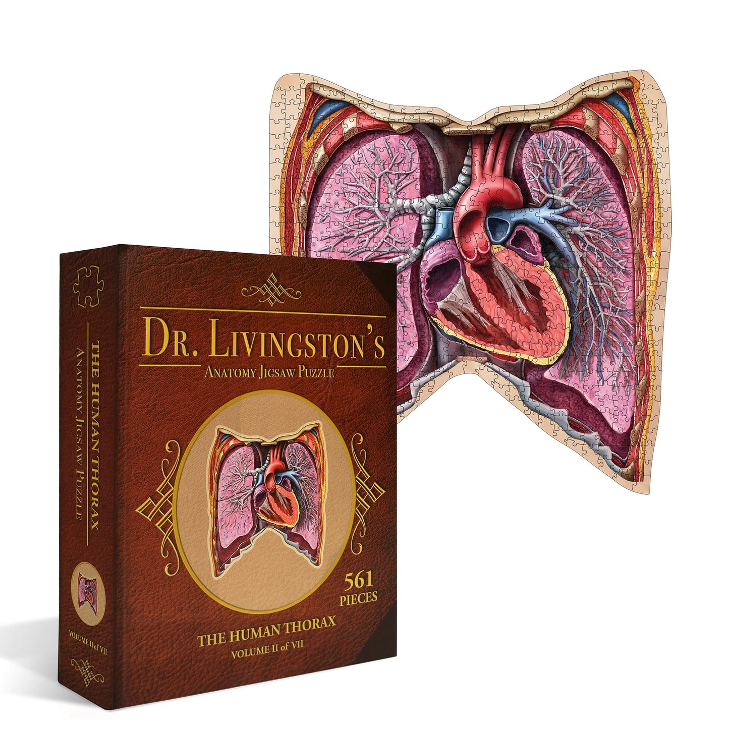 Genius Games Human Thorax Anatomy Puzzle – 411-Piece Floor Puzzle