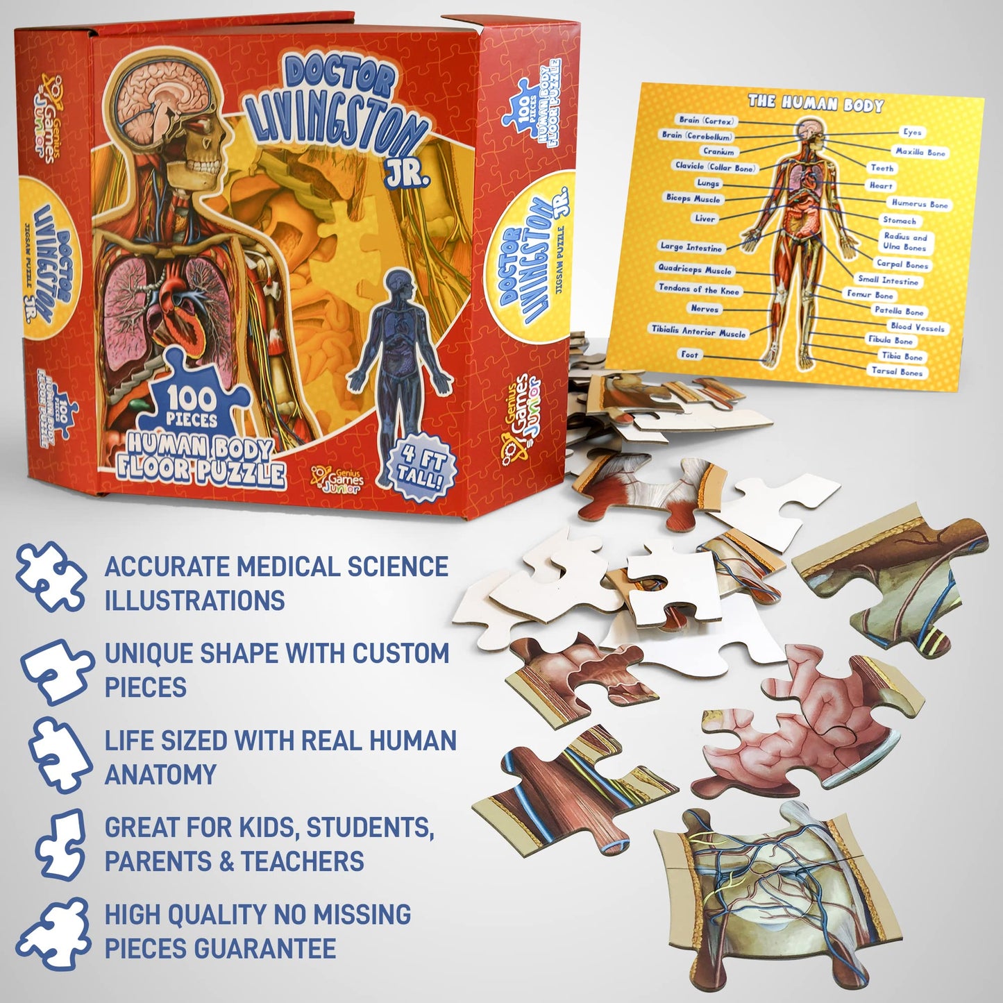 Genius Games Dr Livingston Jr Human Anatomy Floor Puzzle – 100-Piece, 4 ft