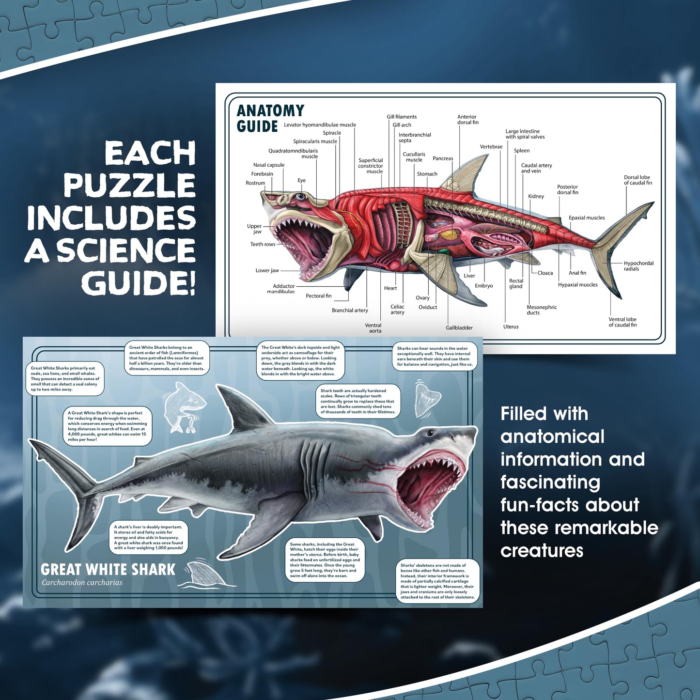 Shark Animal Anatomy Floor Puzzle by Genius Games – 100-Piece Double-Sided Jigsaw for Ages 4-10