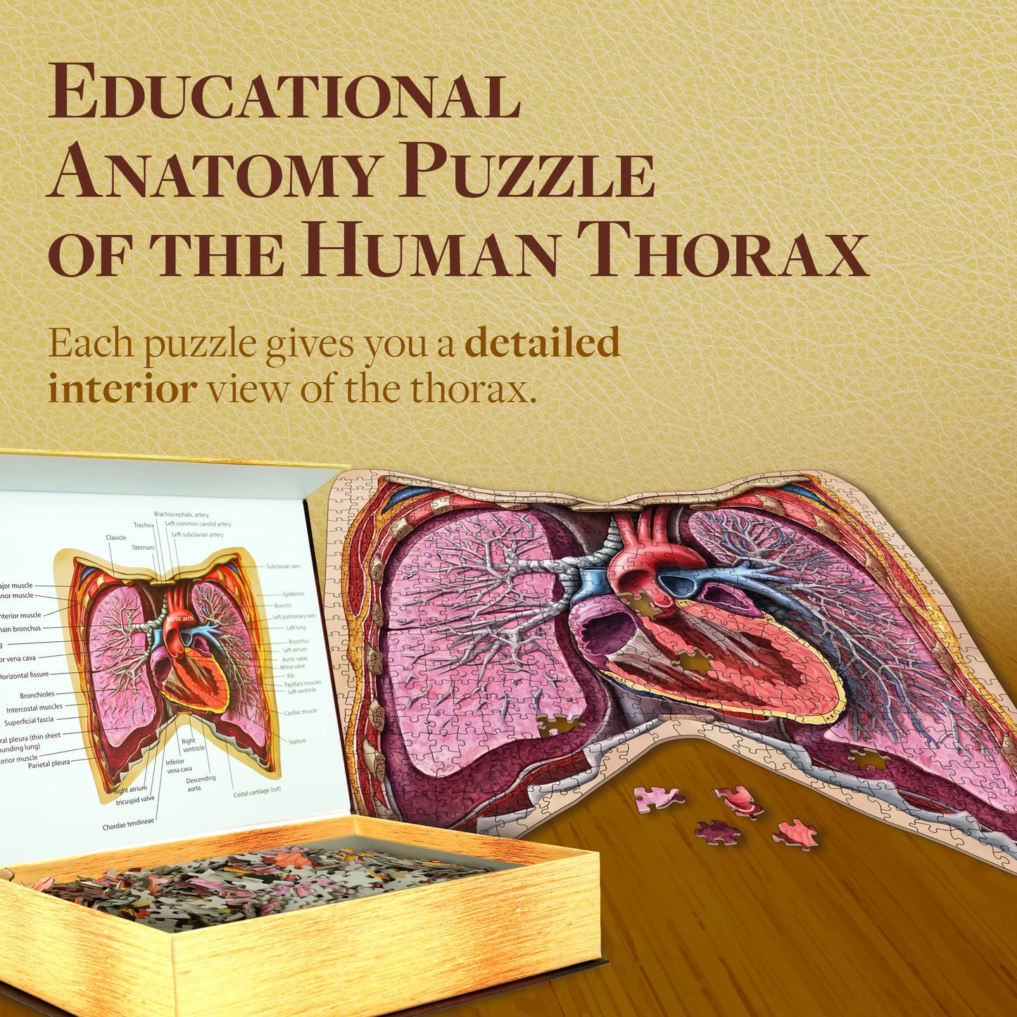 Genius Games Human Thorax Anatomy Puzzle – 411-Piece Floor Puzzle