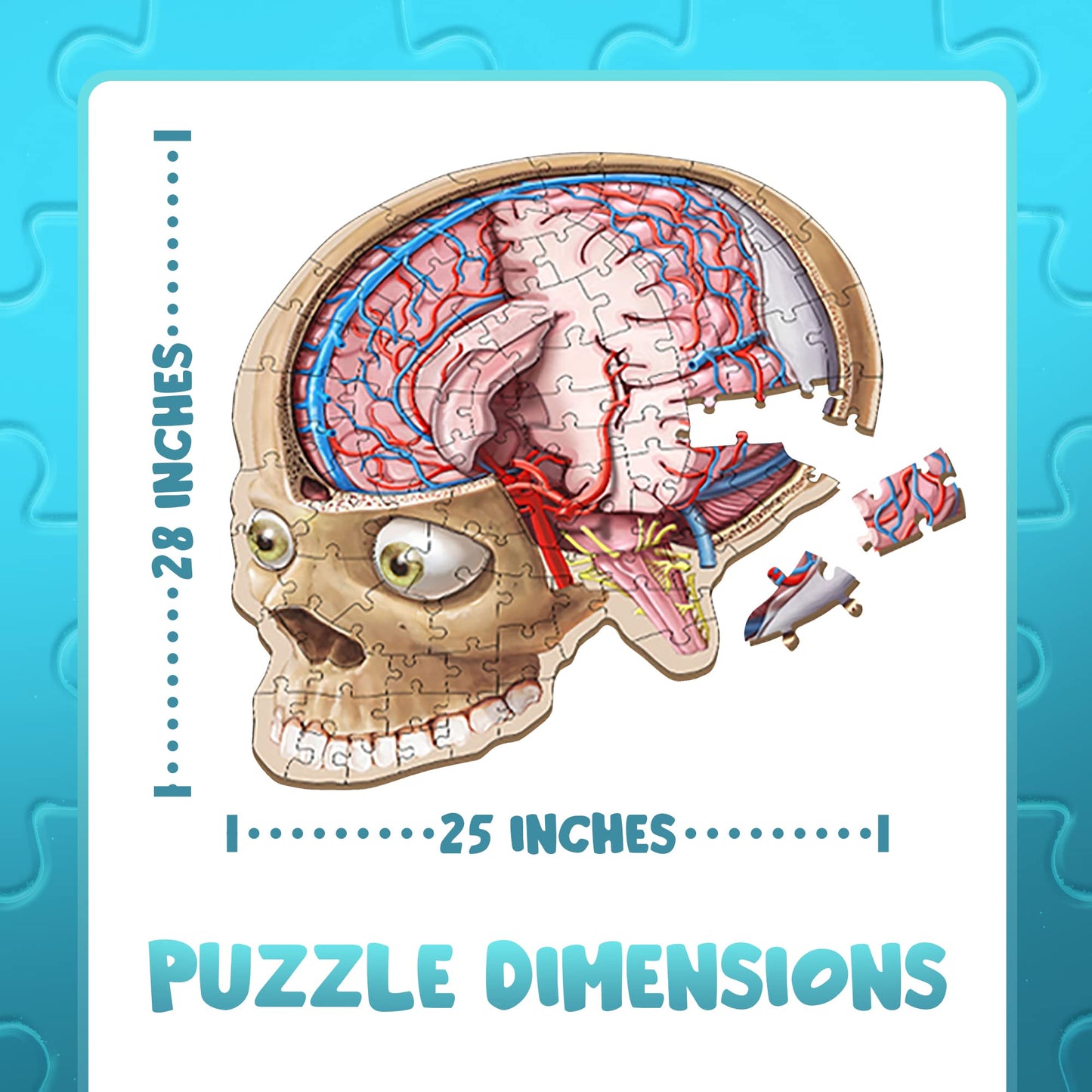 Genius Games Human Brain Floor Puzzle | Doctor Livingston Jr Anatomy Model – 100-Piece Brain Jigsaw for STEM Learning