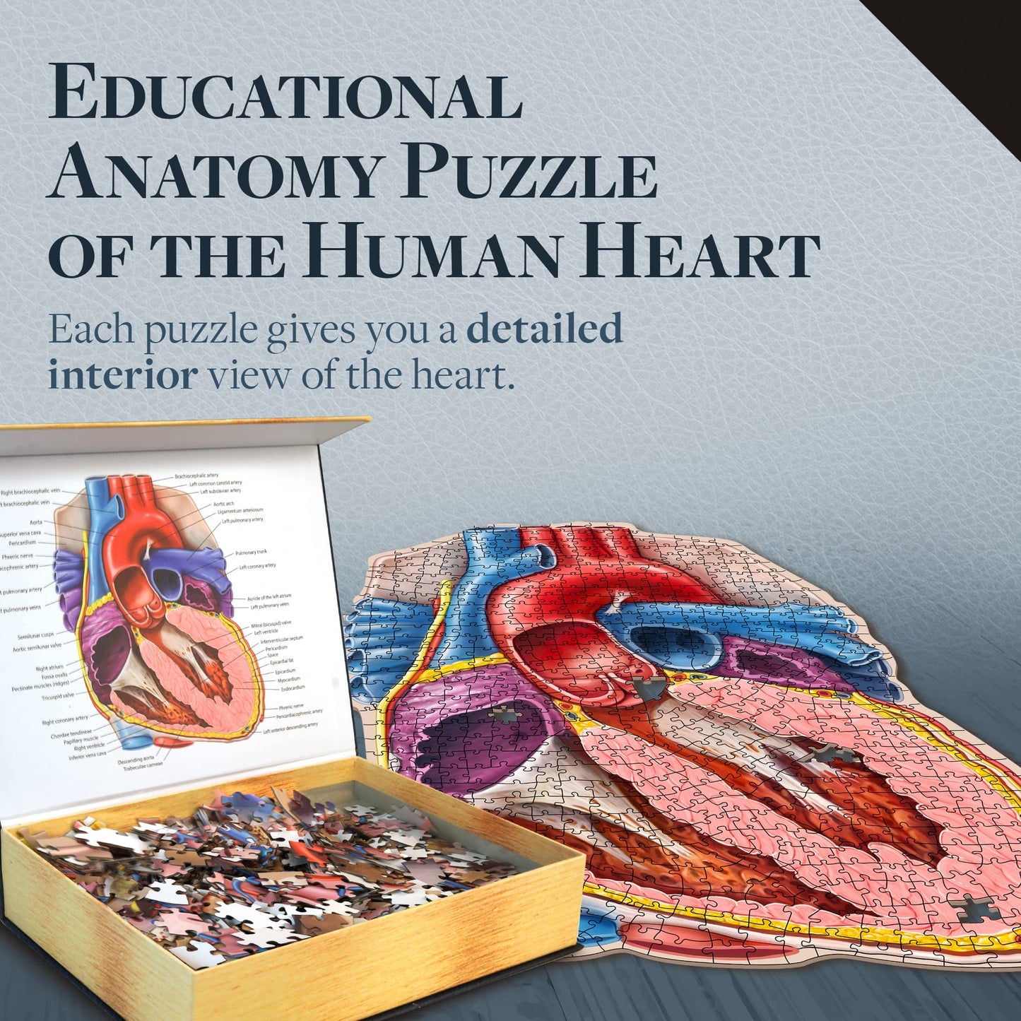 Genius Games Dr. Livingston's Human Heart Anatomy Puzzle – Medically Accurate Heart Jigsaw for Teens & Adults