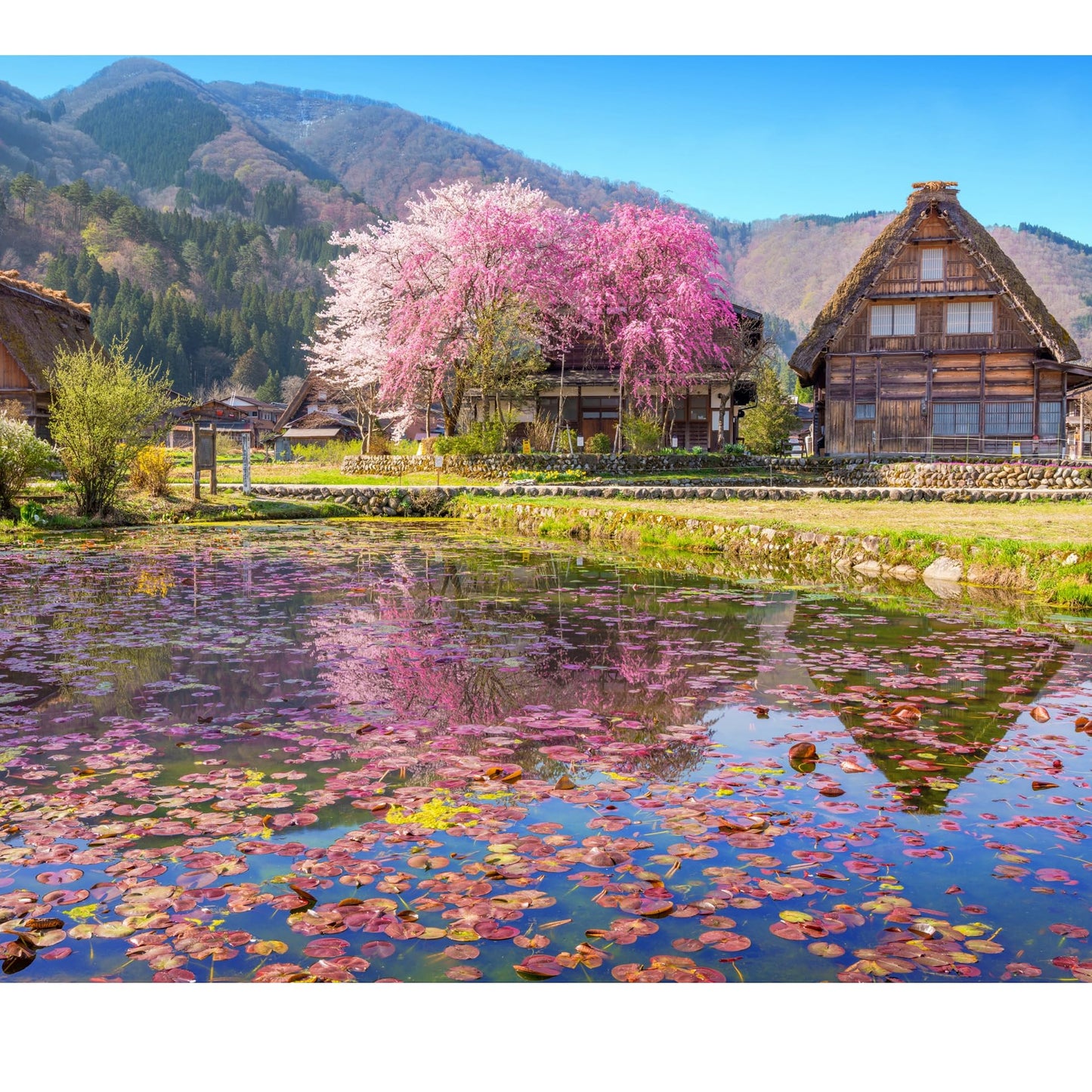 Gerjato 1000-Piece Puzzle for Adults – Scenic Village with Cherry Trees in Bloom | Gift-Ready Box