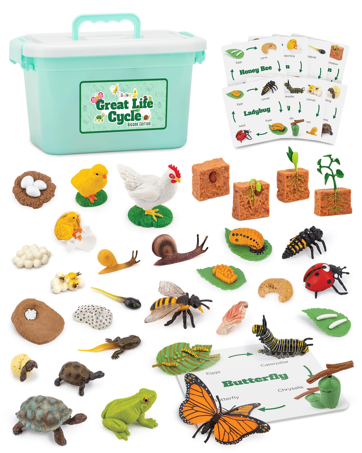 GLINGLONG Life Cycle Animal Kit – Montessori STEM 32-Piece Set for Ages 3–8