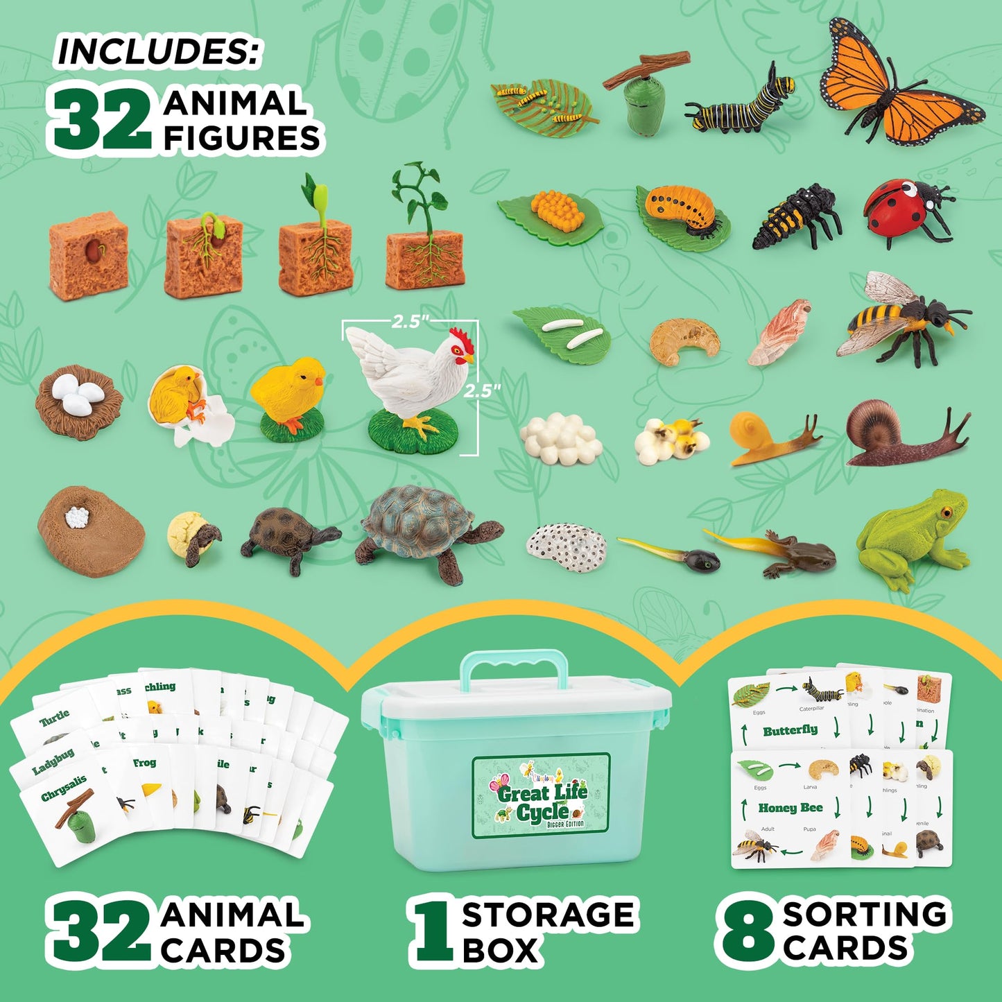GLINGLONG Life Cycle Animal Kit – Montessori STEM 32-Piece Set for Ages 3–8
