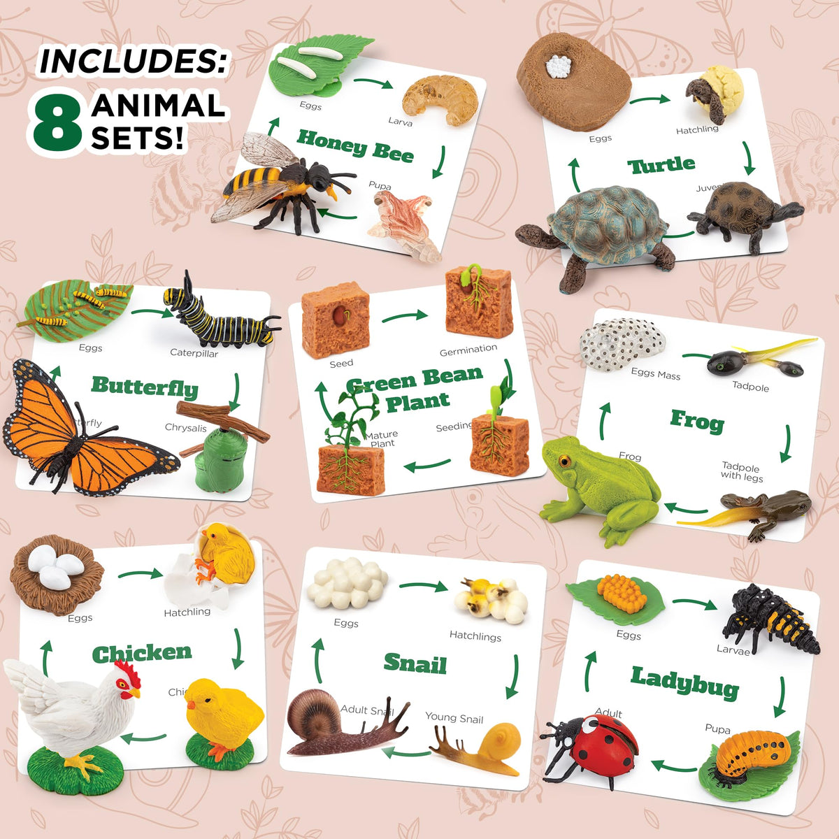 GLINGLONG Life Cycle Animal Kit – Montessori STEM 32-Piece Set for Ages 3–8