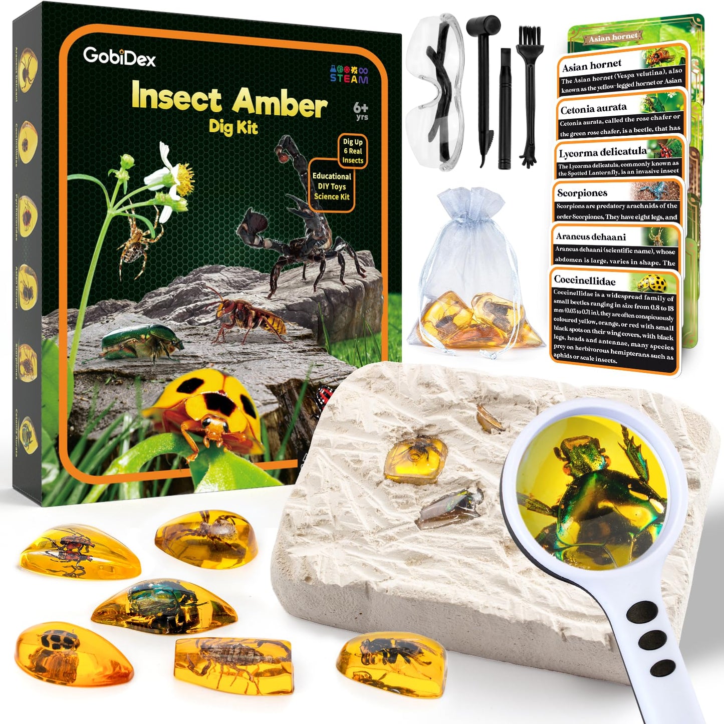 GobiDex Amber Dig Kit – Excavation STEM Toy with 6 Insect Specimens