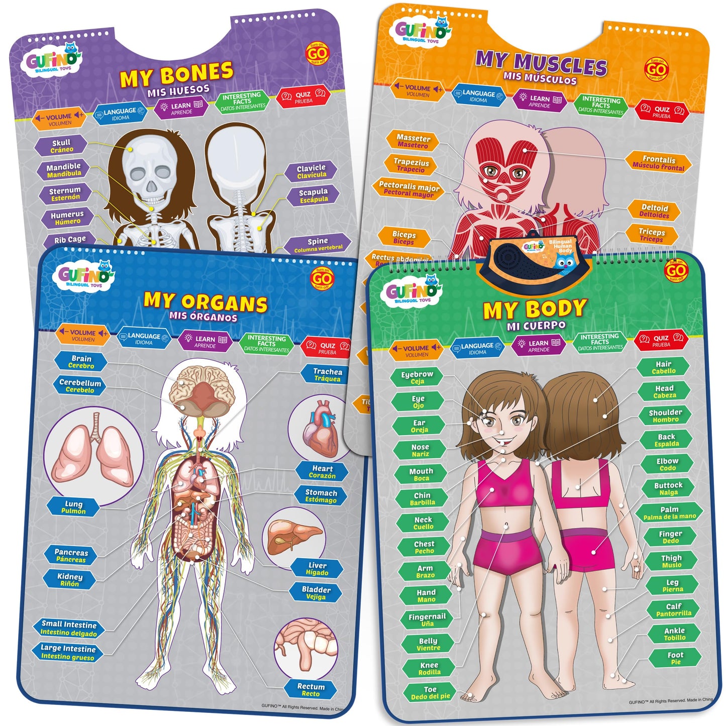 GUFINO Bilingual Human Body Model for Kids – Interactive Anatomy Poster with Games & Quizzes
