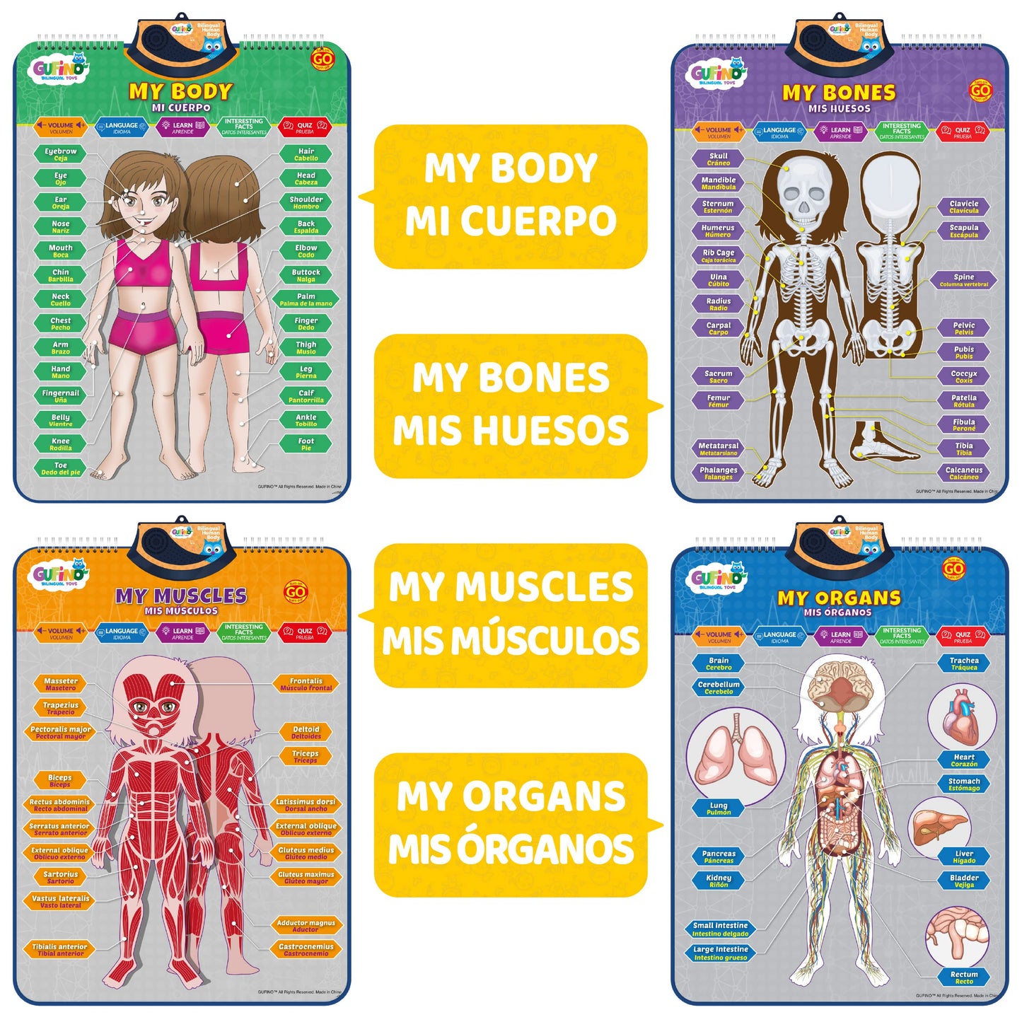 GUFINO Bilingual Human Body Model for Kids – Interactive Anatomy Poster with Games & Quizzes
