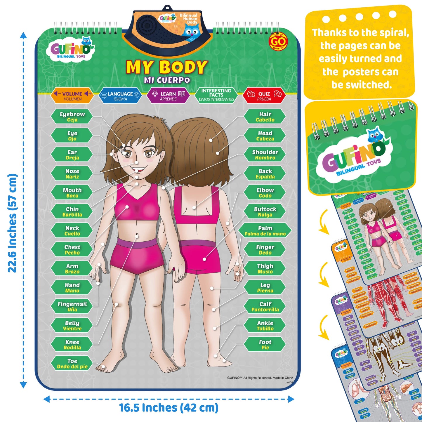 GUFINO Bilingual Human Body Model for Kids – Interactive Anatomy Poster with Games & Quizzes