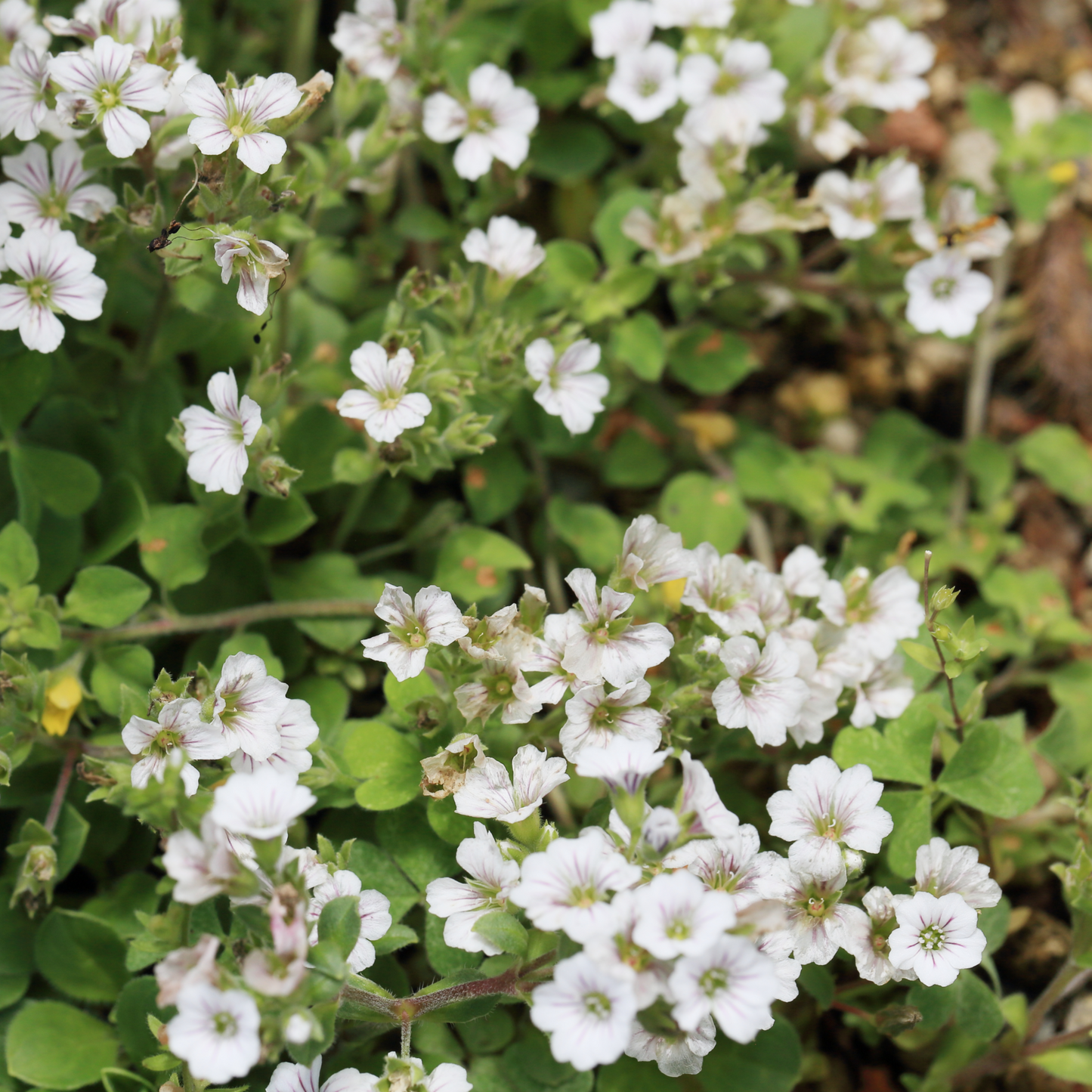 Gypsophila paniculata White 1.5L