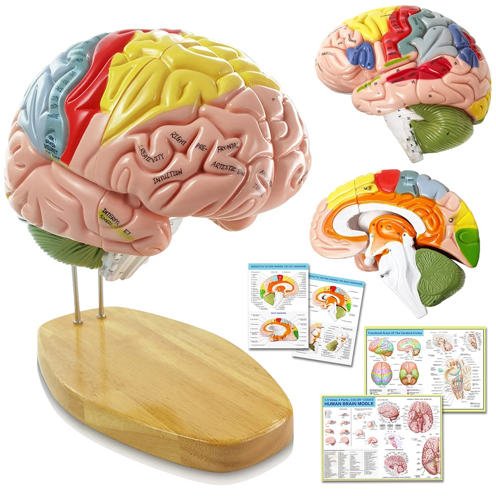 HADWYN 2025 1.5x Life-Size Human Brain Model for Neuroscience Teaching – 9-Color Limbic System