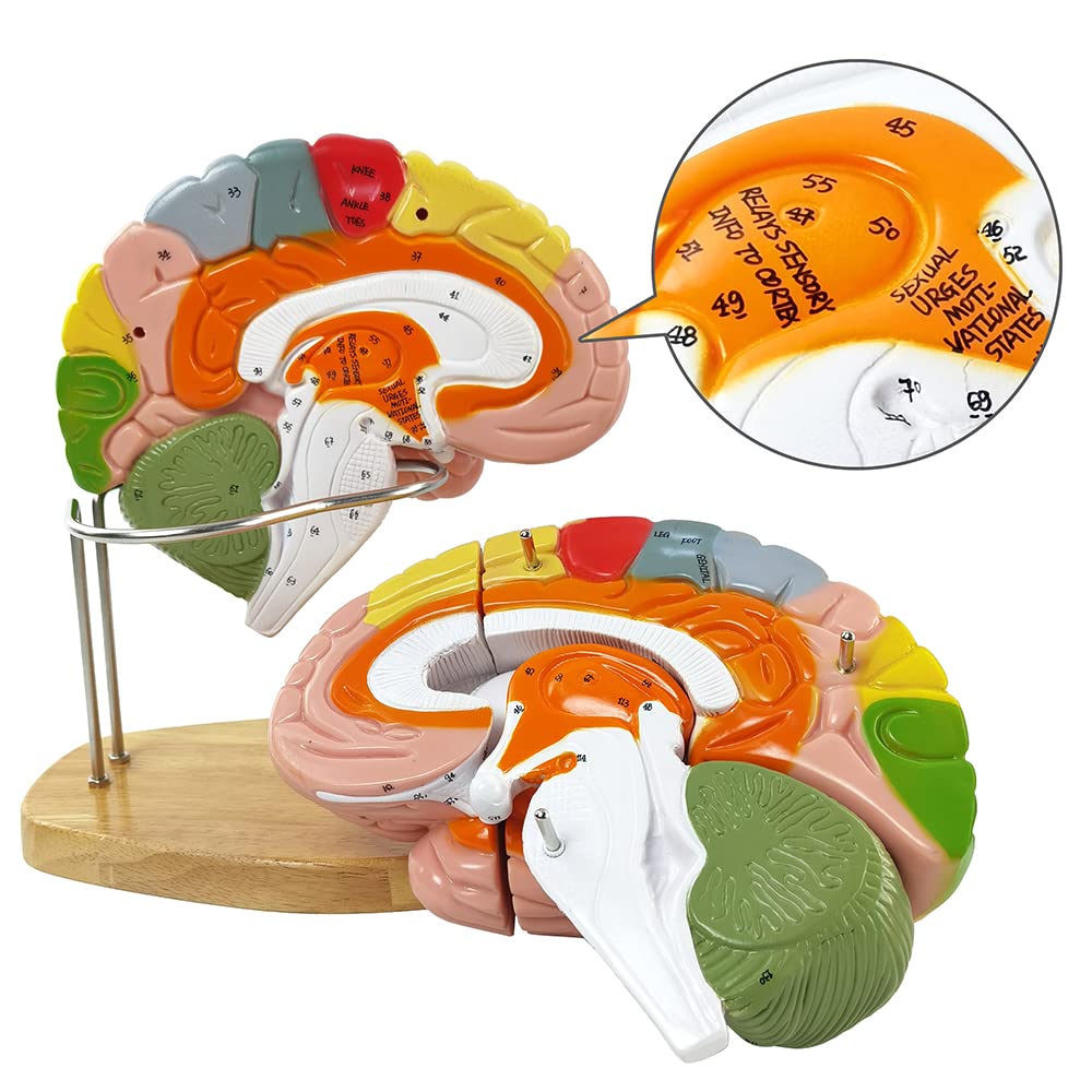 HADWYN 2025 1.5x Life-Size Human Brain Model for Neuroscience Teaching – 9-Color Limbic System