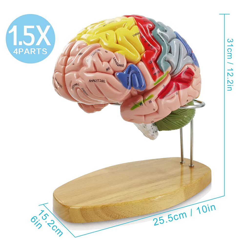 HADWYN 2025 1.5x Life-Size Human Brain Model for Neuroscience Teaching – 9-Color Limbic System