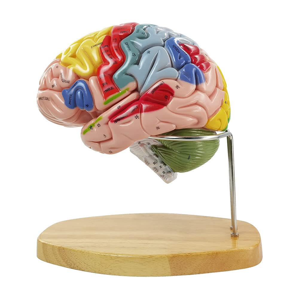 HADWYN 2025 1.5x Life-Size Human Brain Model for Neuroscience Teaching – 9-Color Limbic System