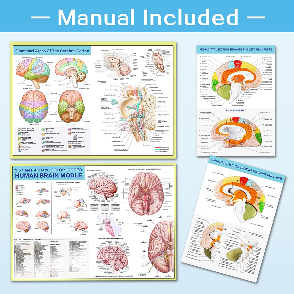 HADWYN 2025 1.5x Life-Size Human Brain Model for Neuroscience Teaching – 9-Color Limbic System