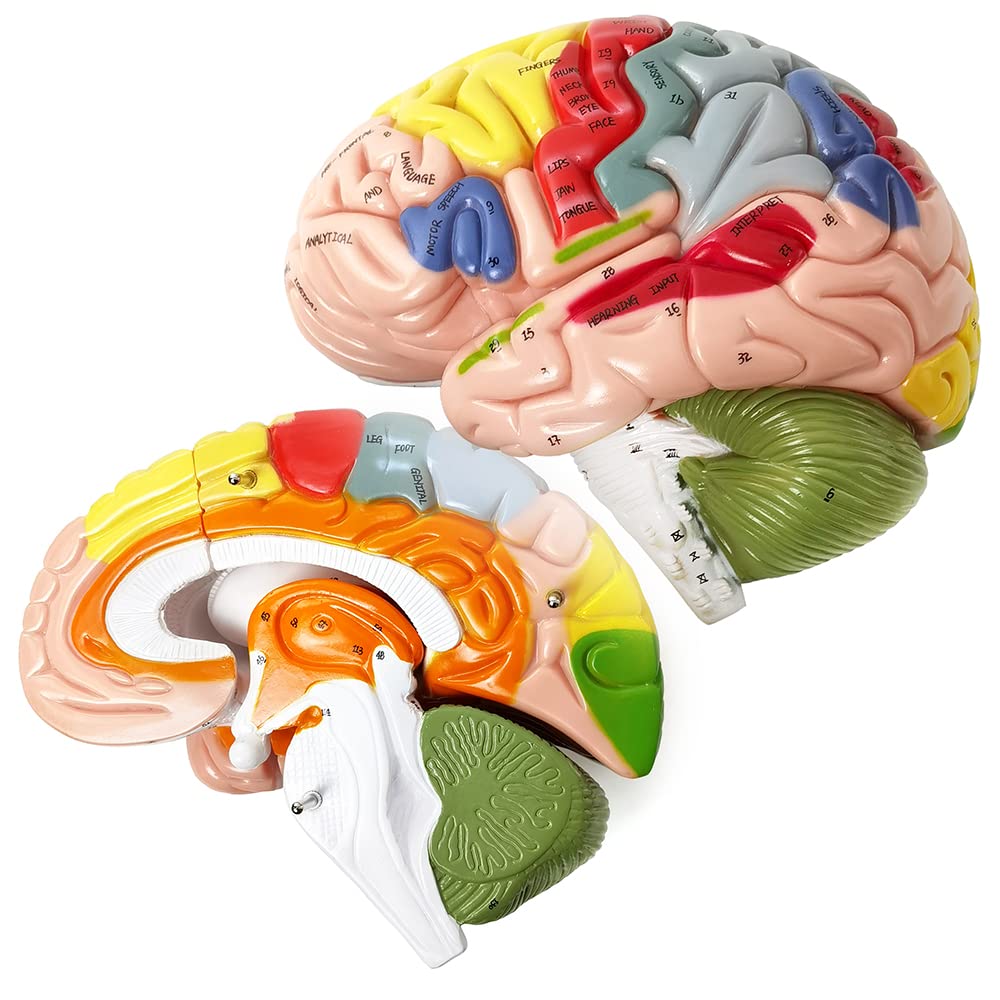HADWYN 2025 1.5x Life-Size Human Brain Model for Neuroscience Teaching – 9-Color Limbic System