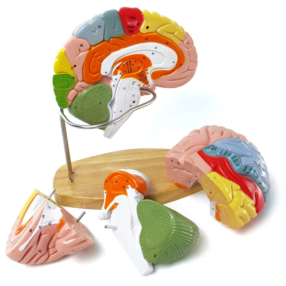 HADWYN 2025 1.5x Life-Size Human Brain Model for Neuroscience Teaching – 9-Color Limbic System