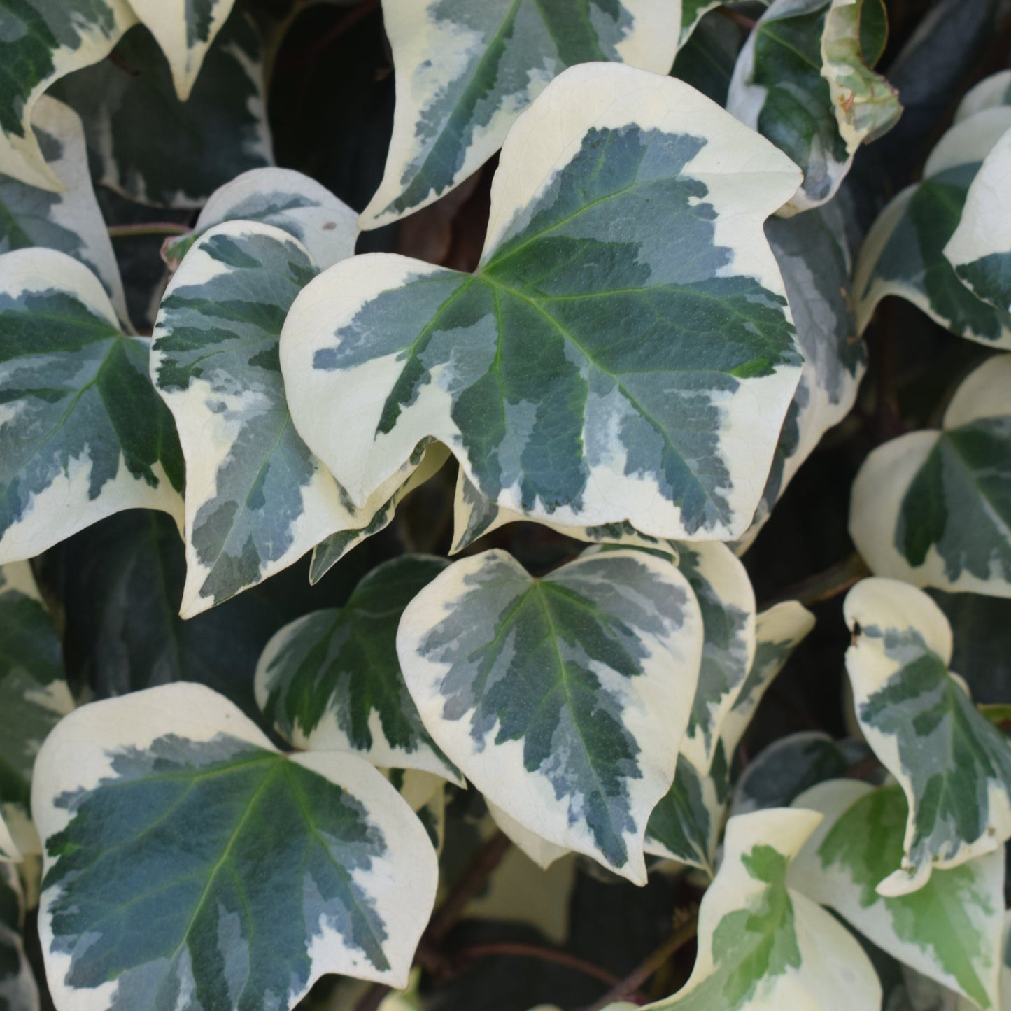 Hedera Helix 'Marginata Elegantissima' Climbing Ivy 1m