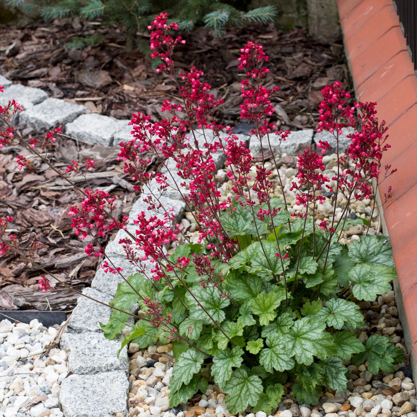 Heuchera 'Paris€™ 2L