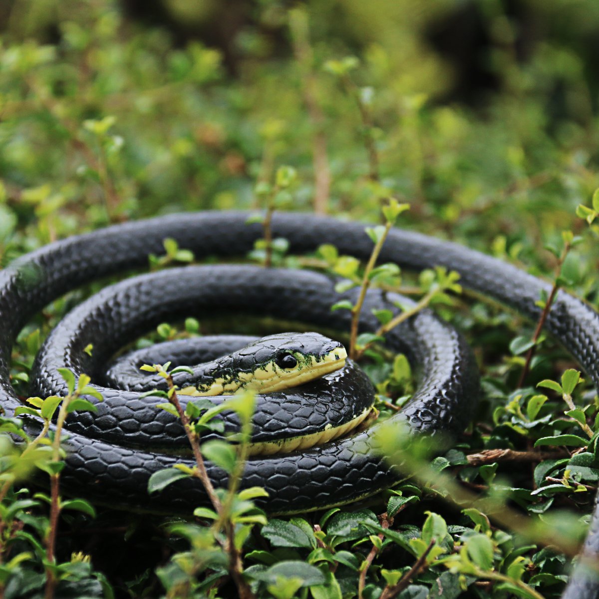 Homdipoo Realistic 49-Inch Black Rubber Snake Toy for Pranks and Decor