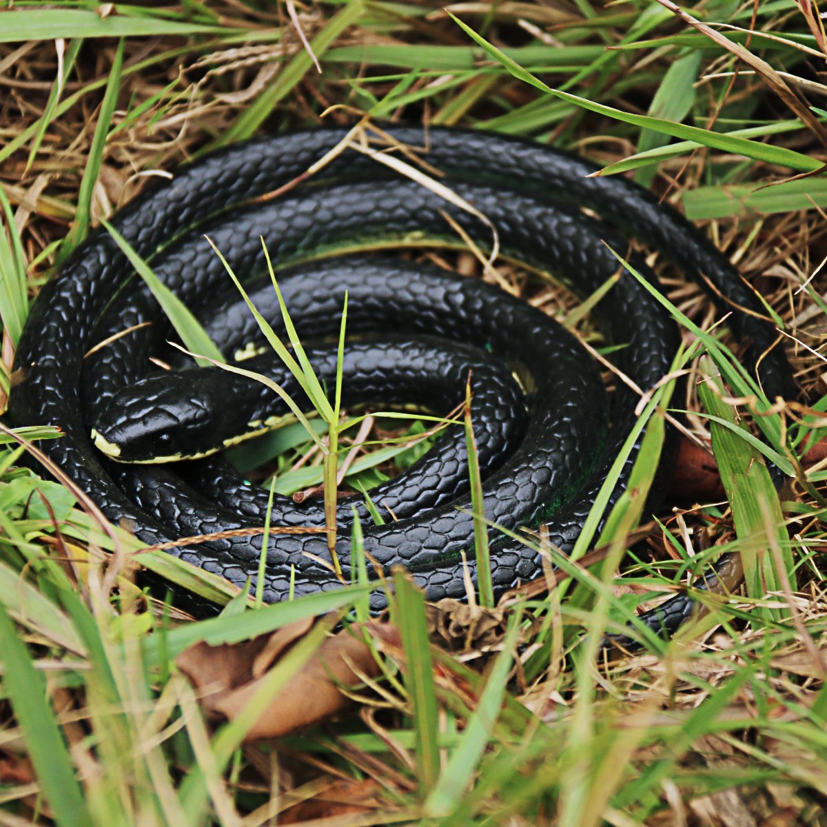 Homdipoo Realistic 49-Inch Black Rubber Snake Toy for Pranks and Decor
