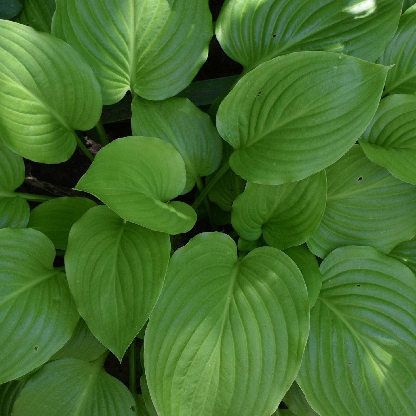 Hosta  'August Moon' 9cm / 2L