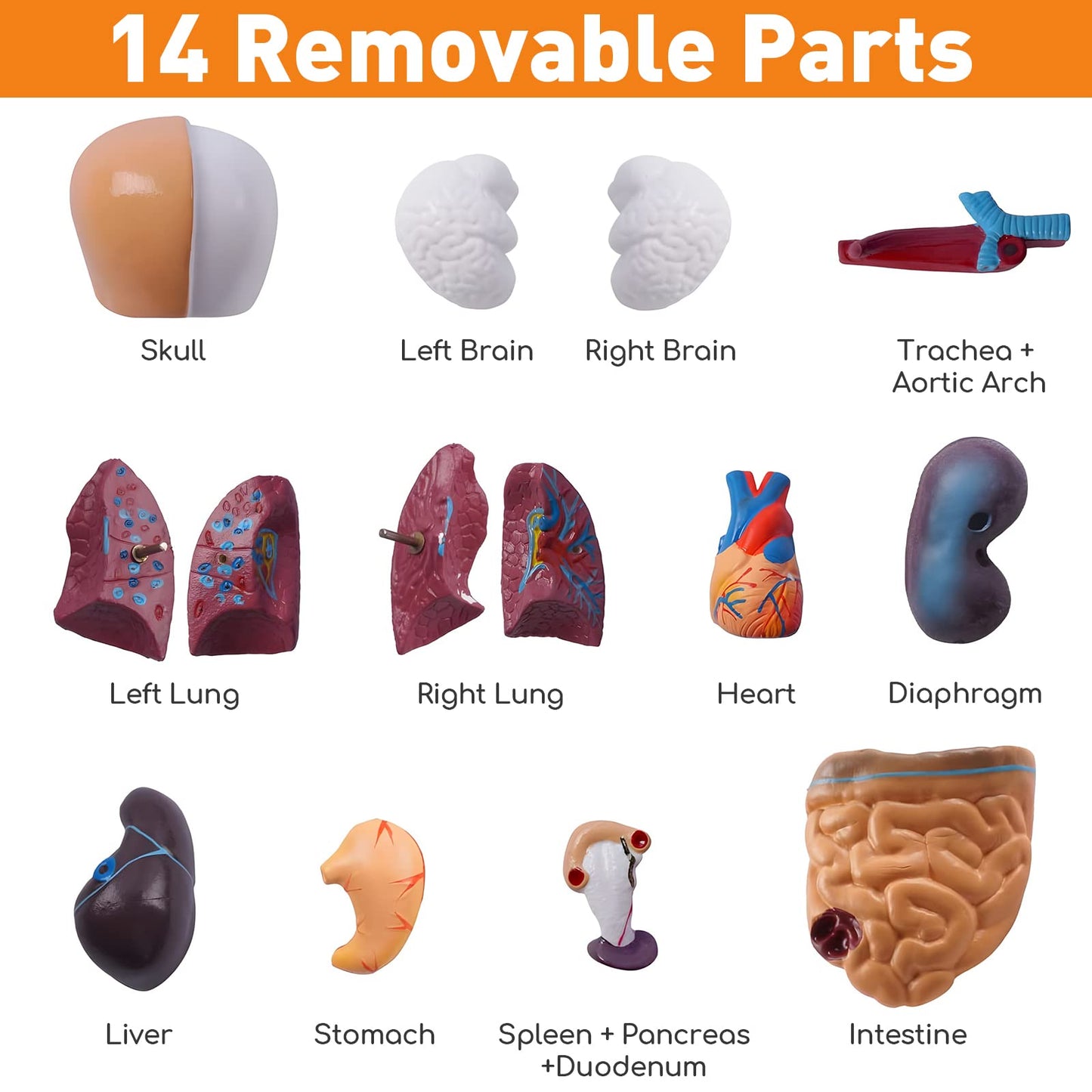 HOTROSE 11-Inch Anatomy Torso Model with 15 Removable Organs – Portable Classroom Aid