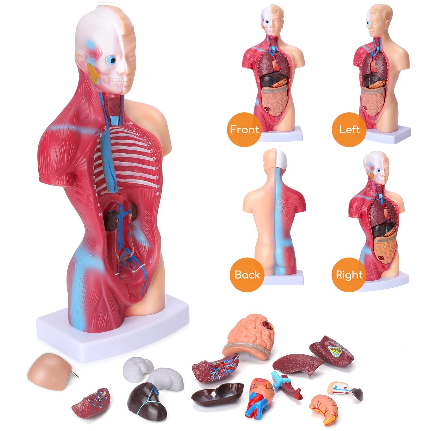 HOTROSE 11-Inch Anatomy Torso Model with 15 Removable Organs – Portable Classroom Aid