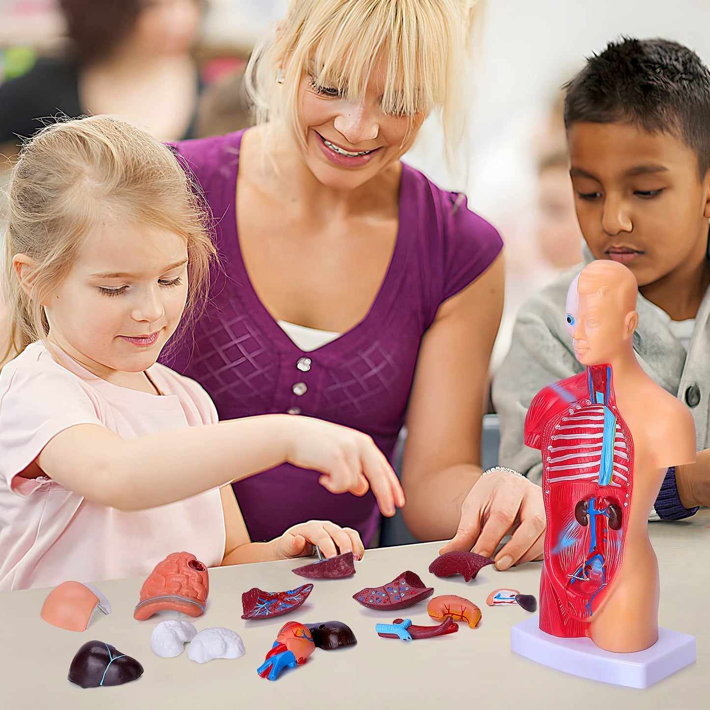HOTROSE 11-Inch Anatomy Torso Model with 15 Removable Organs – Portable Classroom Aid