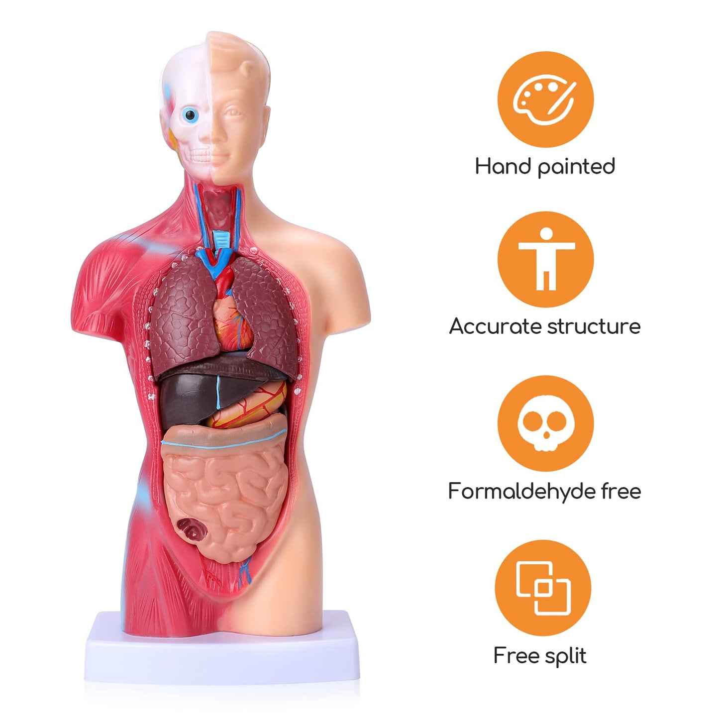 HOTROSE 11-Inch Anatomy Torso Model with 15 Removable Organs – Portable Classroom Aid