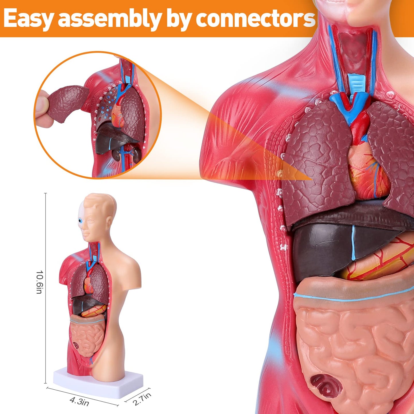 HOTROSE 11-Inch Anatomy Torso Model with 15 Removable Organs – Portable Classroom Aid