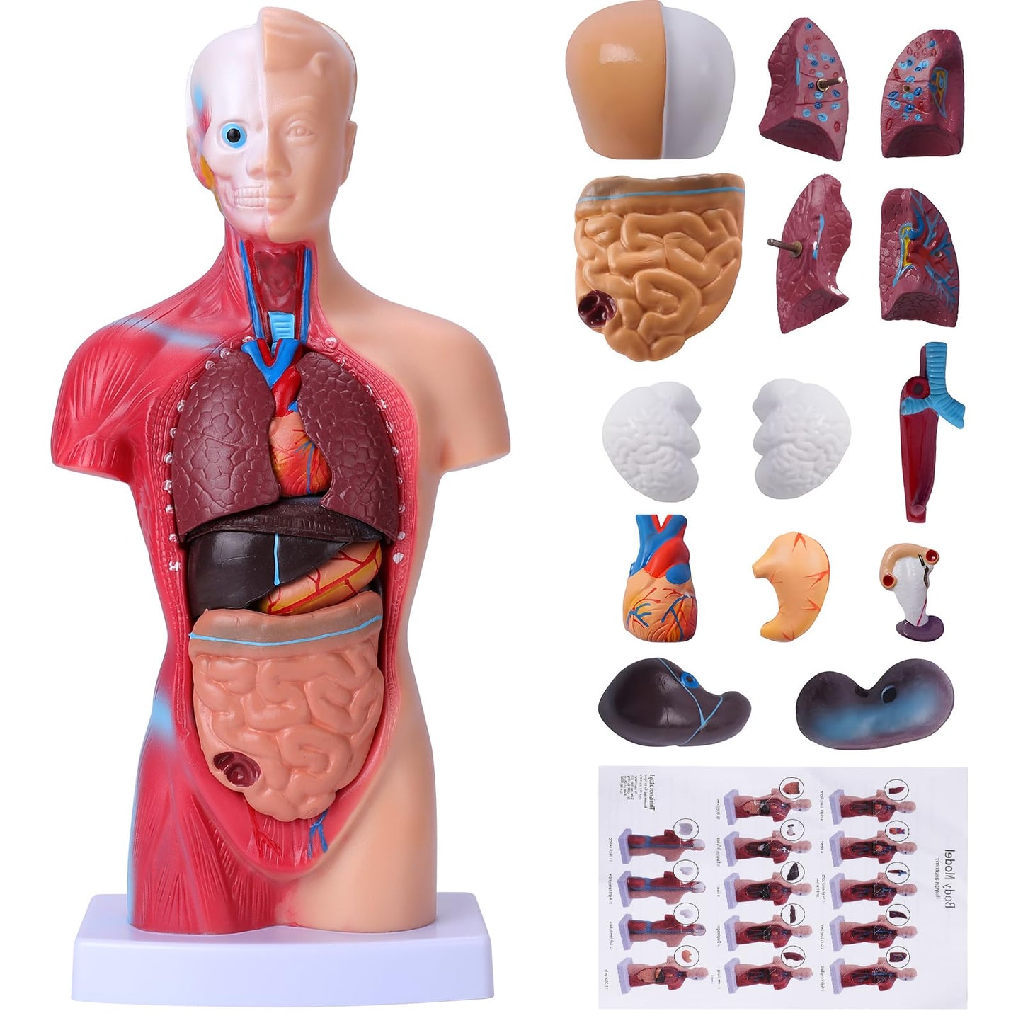 HOTROSE 11-Inch Anatomy Torso Model with 15 Removable Organs – Portable Classroom Aid