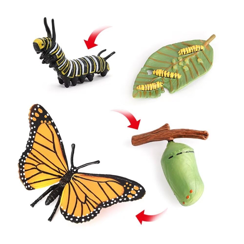 Hvogvok Butterfly Growth Cycle Model – Educational Insect Life Cycle Figurines for Kids