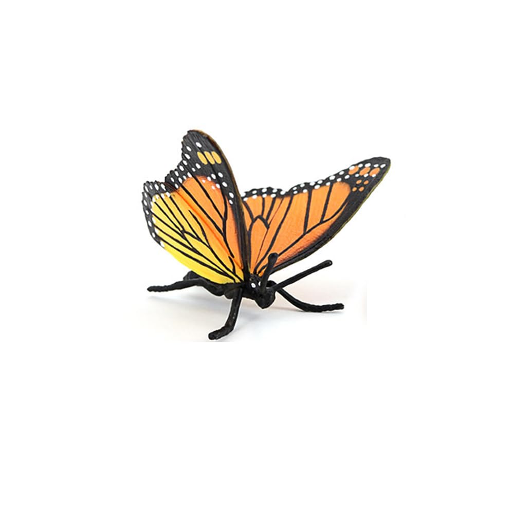 Hvogvok Butterfly Growth Cycle Model – Educational Insect Life Cycle Figurines for Kids