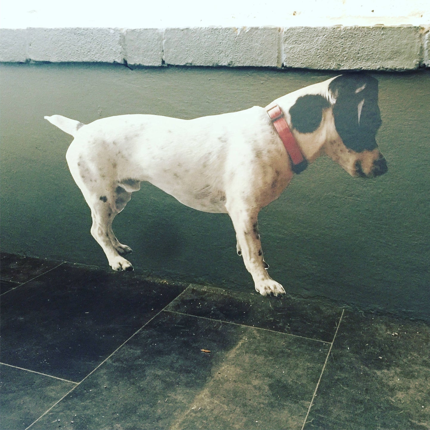 Your Pet as a Fabric Wall Sticker - Reusable, personalised