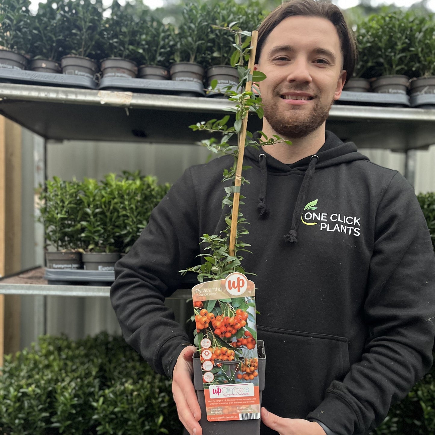 Pyracantha coccinea 'Orange Glow' 1L/2L
