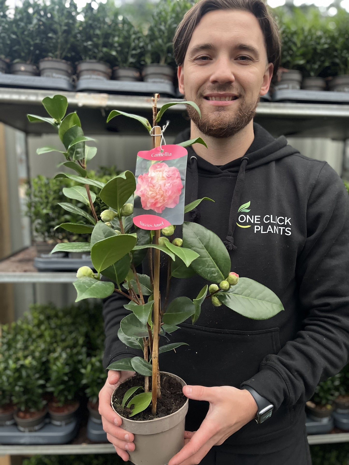 Camellia japonica €˜Nuccio€™s Jewel€™
