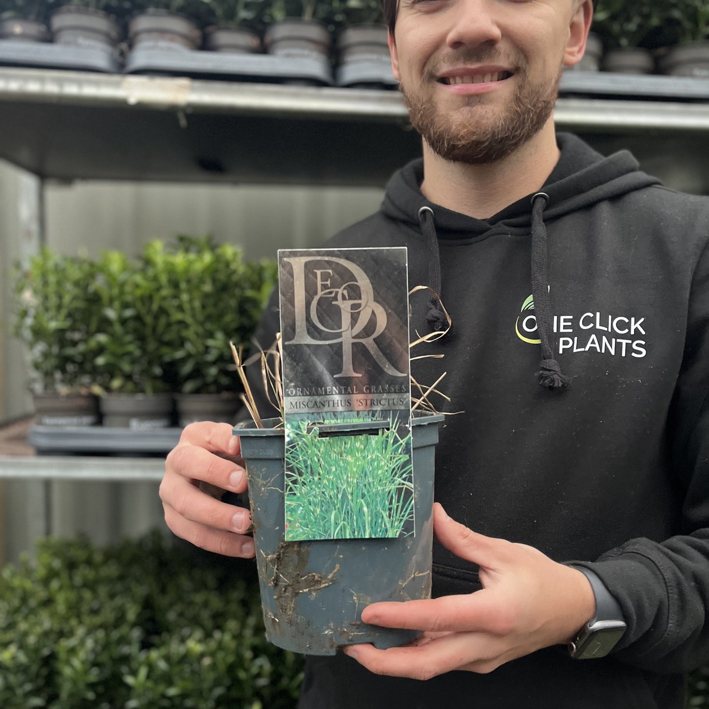 Miscanthus sinensis €˜Strictus€™ 2L