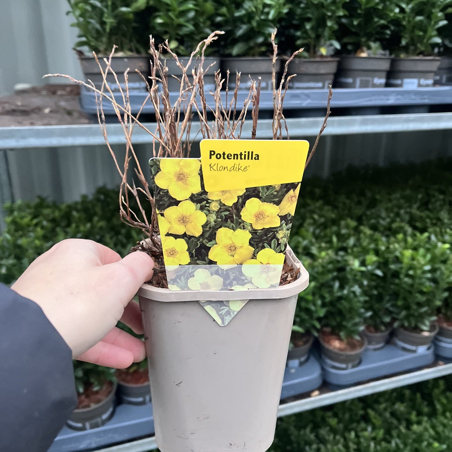 Potentilla  'Klondike€™ 1L