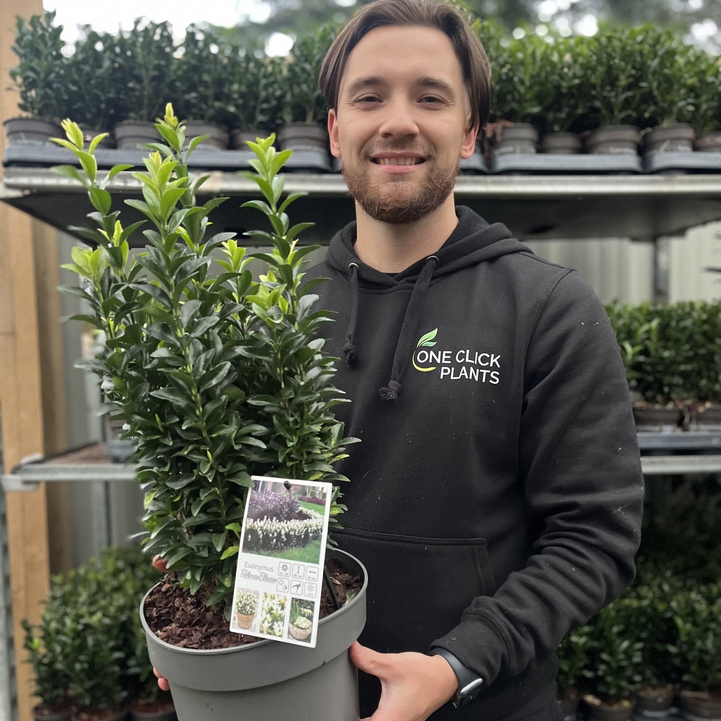 Euonymus fortunei 'Paloma Blanca' 9cm/1.5L/2L/5L (Multibuy Offers Available)