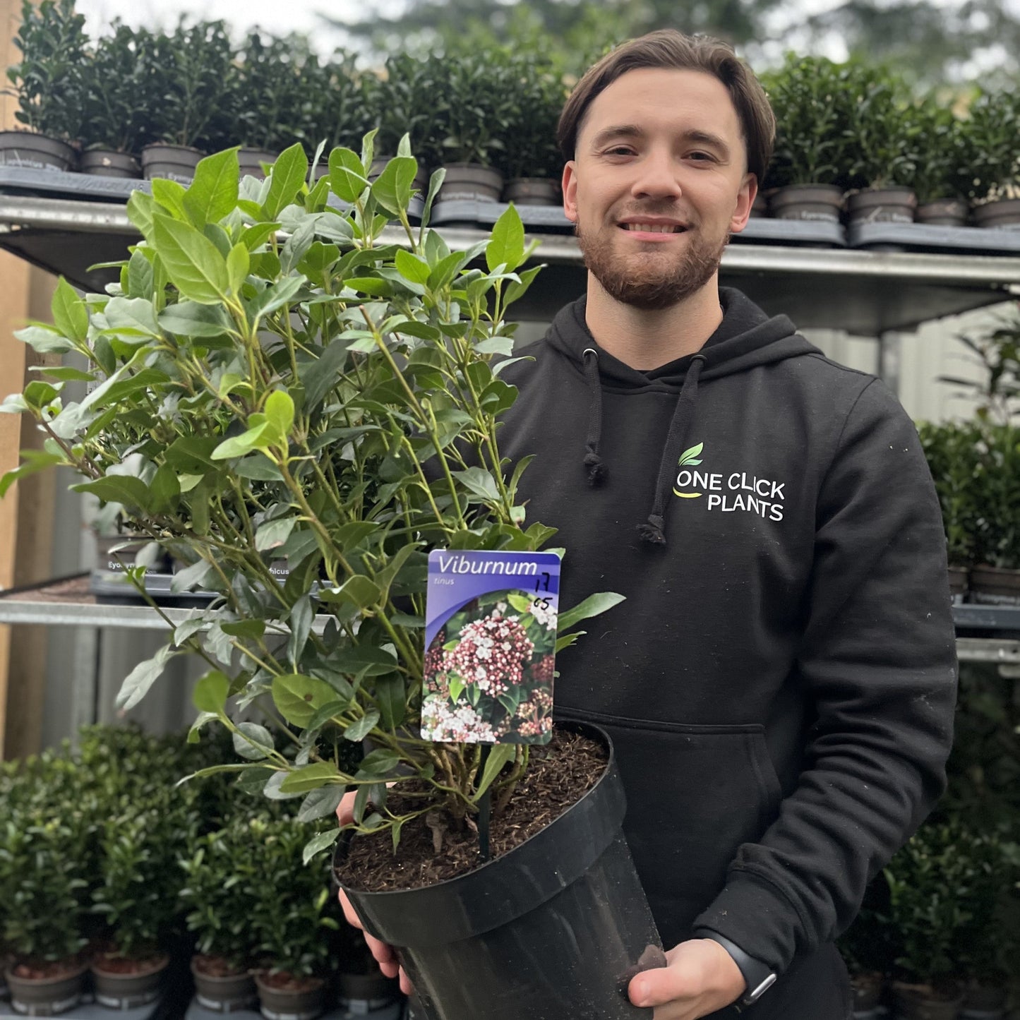 Viburnum tinus 2L / 5L