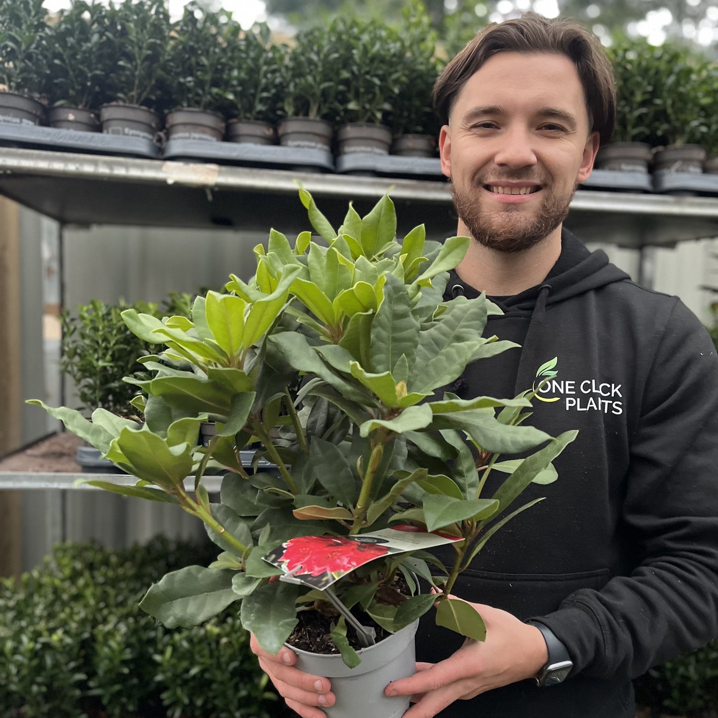 Rhododendron 'Lord Roberts' 2L