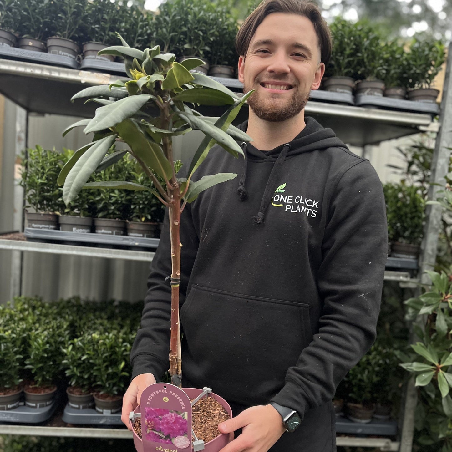 Patio Rhododendron 'Hercules' 80cm