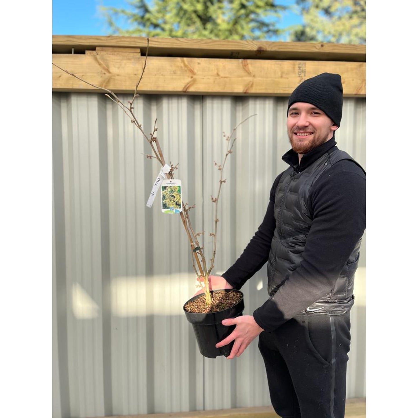 Hamamelis x intermedia Arnold Promise (Witch Hazel) 5L